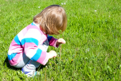 Dandelions are flowers too