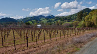 Napa Valley Vineyards