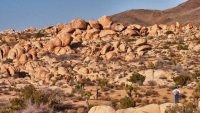 Where is Waldo, Joshua Tree