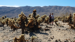 Cholla